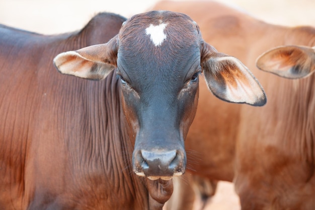 Photo cows headshot