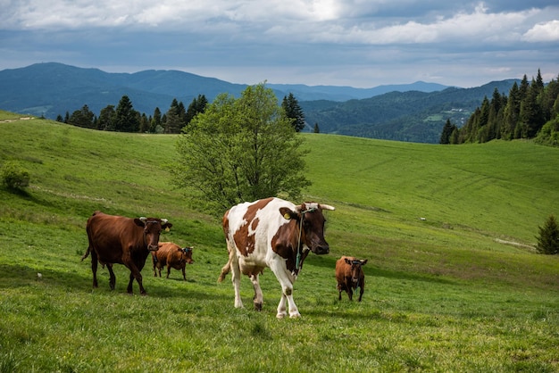 Cows herd walk on green pasture in Pieniny National Park and Mountains Poland