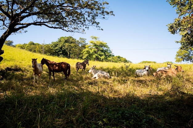 Cows and horses in a land trees blue sky and green grass