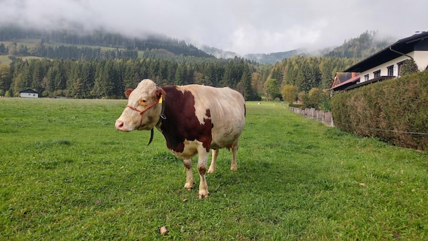 Cows on landscape against sky