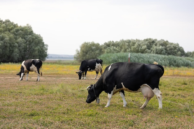 cows in a meadow, cows on a field.