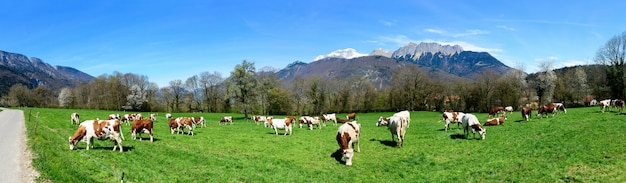 Cows in a meadow