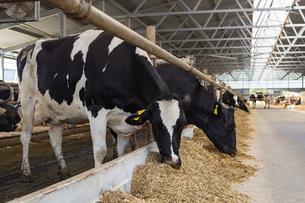 Cows on a modern farm eat silage from the feed table