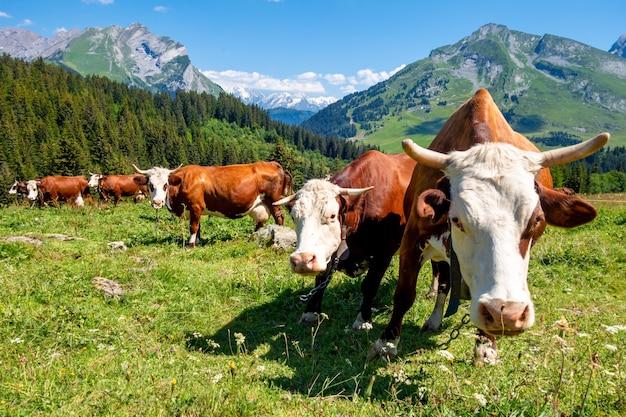 Cows in a mountain field. La Clusaz, Haute-savoie, France