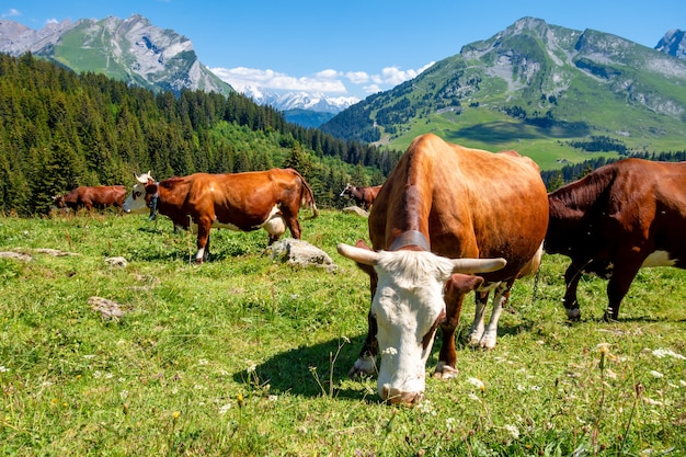 Cows in a mountain field. La Clusaz, Haute-savoie, France