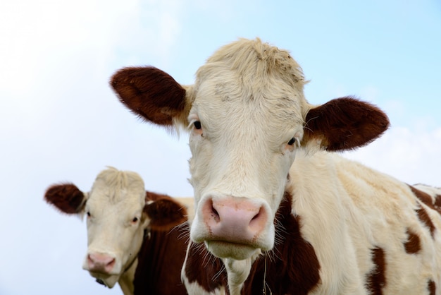 Cows in the mountain pastures