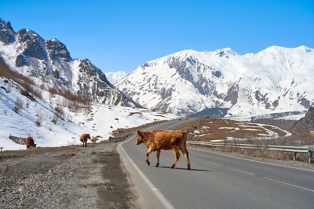 Cows in the mountains of Georgia Animals graze along the road Incredible mountain landscape in the background