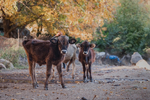 cows in nature among autumn trees