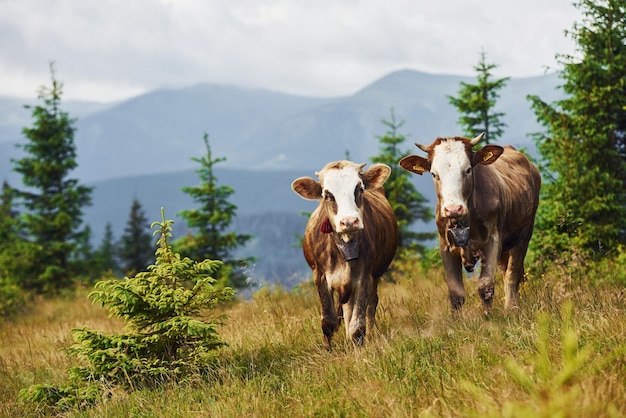 Cows outdoors at Carphatian mountains Conception of traveling and farming