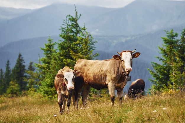 Cows outdoors at Carphatian mountains Conception of traveling and farming