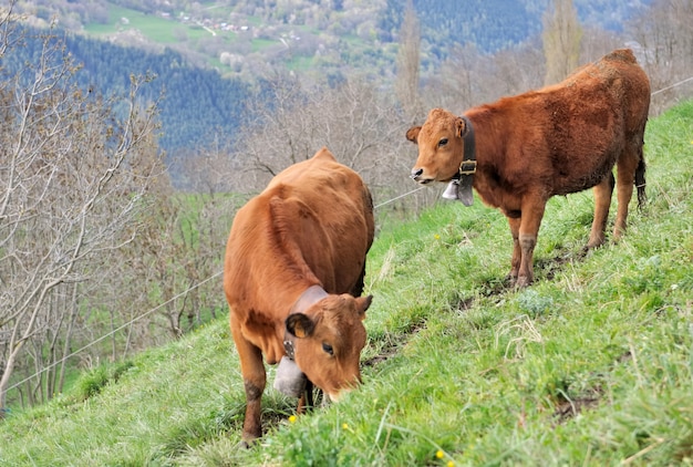 Cows in pasture