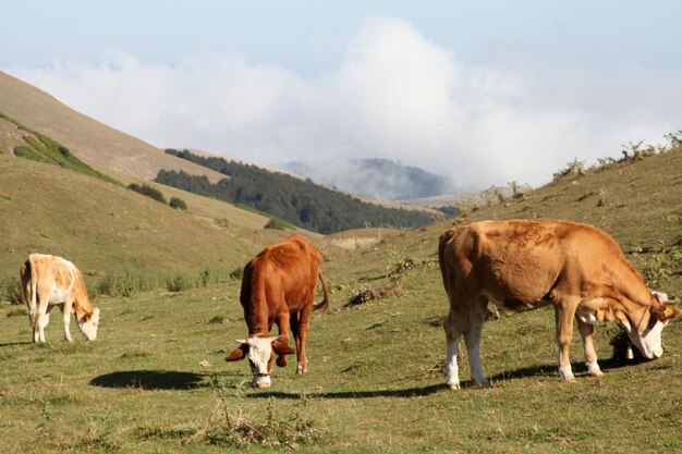 cows spreading in nature