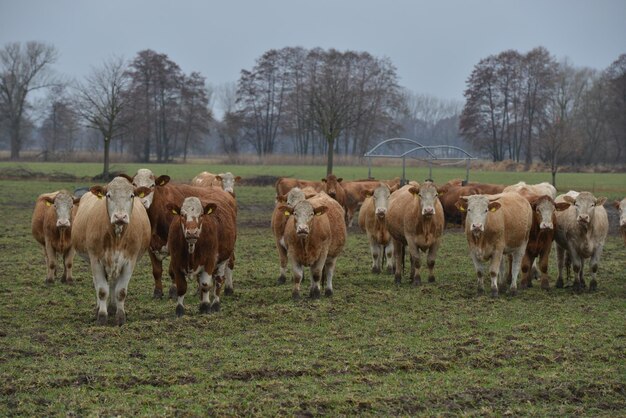 Photo cows standing in a field