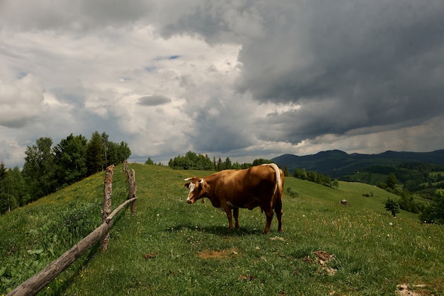 Cows on a summer sunny day graze on a green meadow high in the mountains.