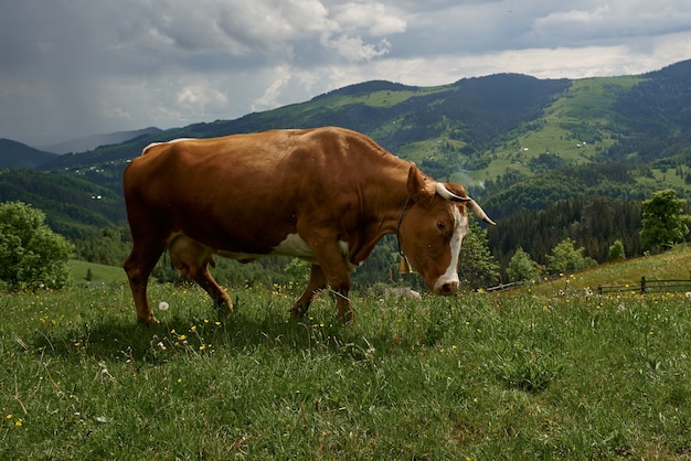 Cows on a summer sunny day graze on a green meadow high in the mountains.