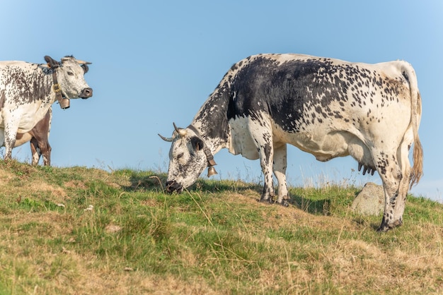 Cows of Vosges breed in pasture in mountain