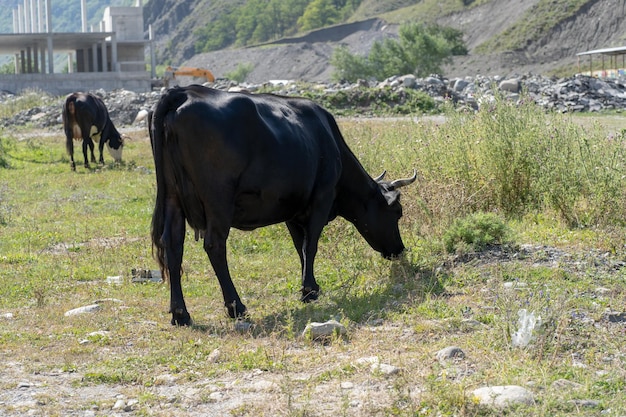 Cows walking on construction site in summer Animals eating green grass in mountainous terrain on sunny day