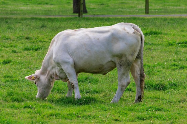 cows in westphalia