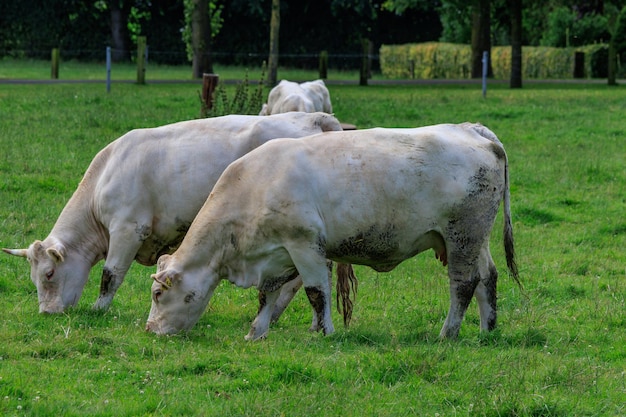 cows in westphalia