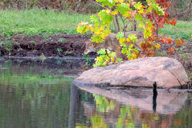 Coyote in the Autumn with Relection in Water