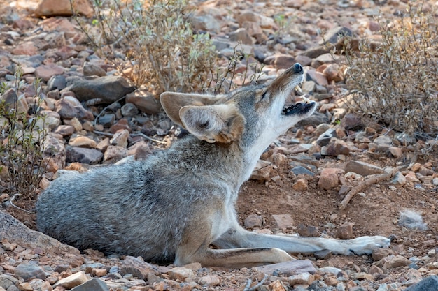 Photo coyote howling while curled up in a wallow