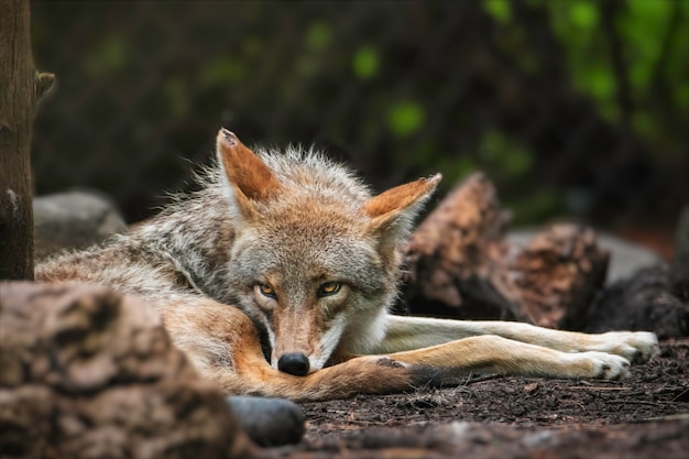 Photo the coyote resting in its habitat