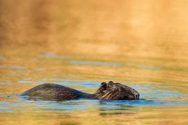 Coypu (Myocastor coypus) floating in the water.