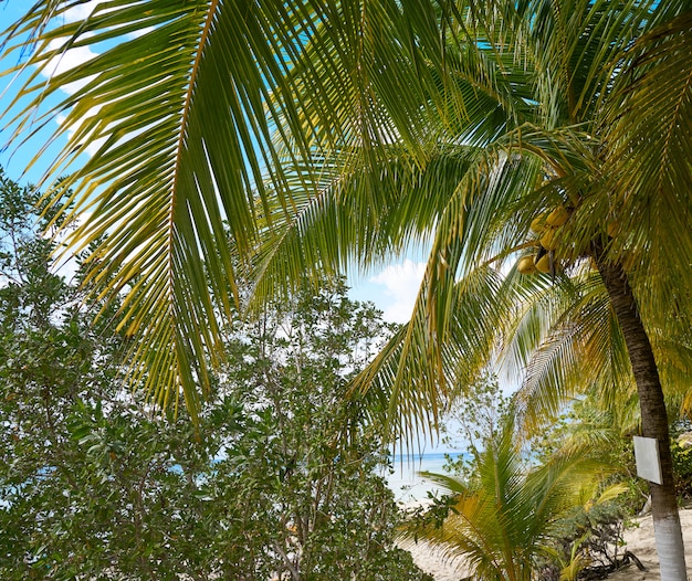 Cozumel island beach in Riviera Maya