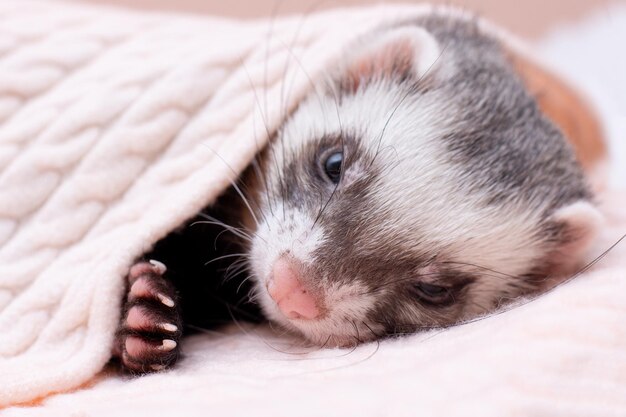 The cozy ferret is sleeping