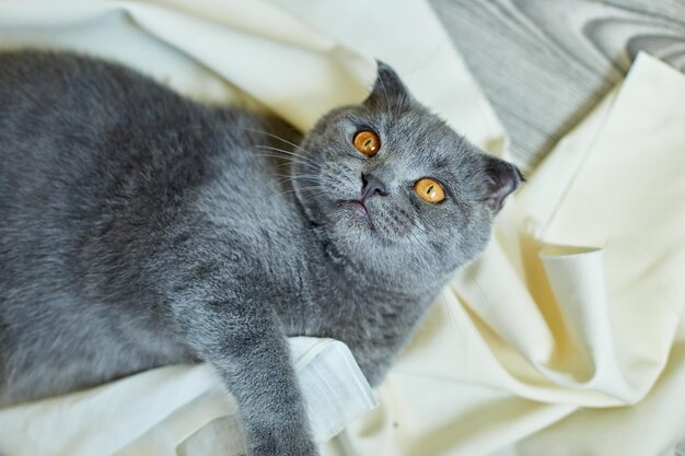 Cozy gray Scottish fold cat laying under blanket on a bed at home