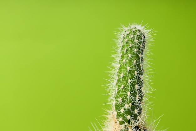 Cozy hobby growing house or indoor plants cactus