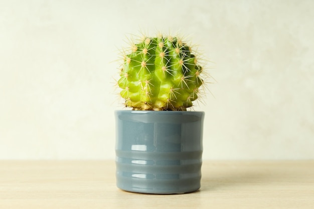 Cozy hobby growing house or indoor plants cactus