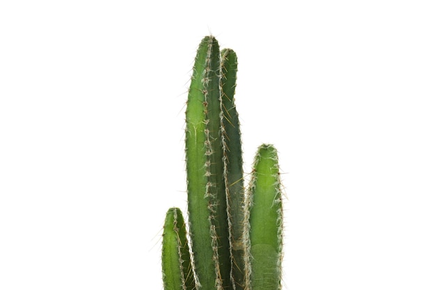 Cozy hobby growing house plants cactus isolated on white background