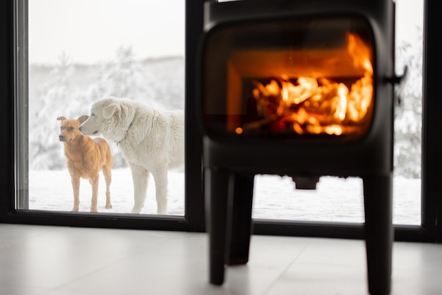 Cozy living space by the burning fireplace at snowy mountains and dogs playing