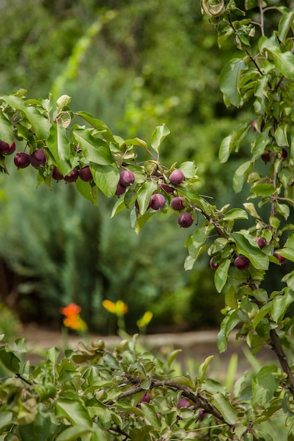 Photo crab apples on a tree on june after the rain green branch of crab apple tree