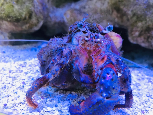 Photo crab in aquarium in a mall