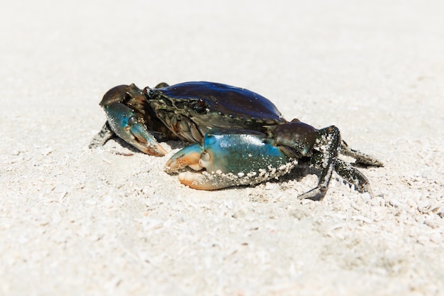 Crab on beach