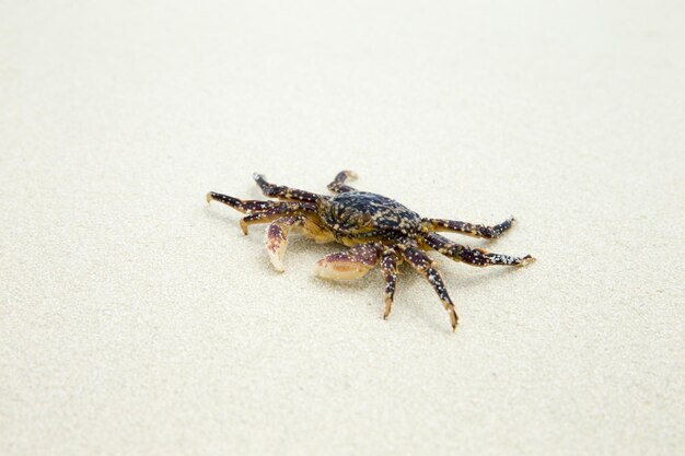 Crab on beach