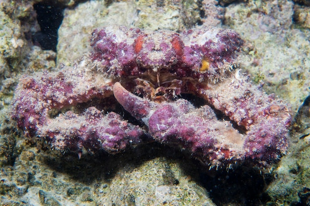 A Crab in Cebu Philippines