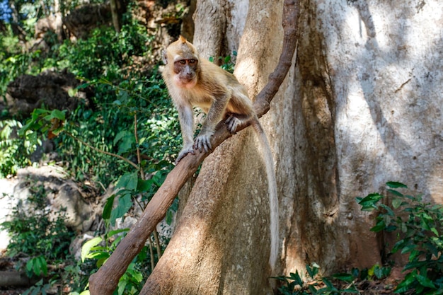 Crab-eating macaque monkey (Macaca fascicularis) on a tree branch. Khao Sok, Thailand