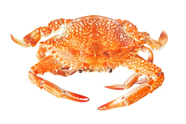 crab isolated on white background