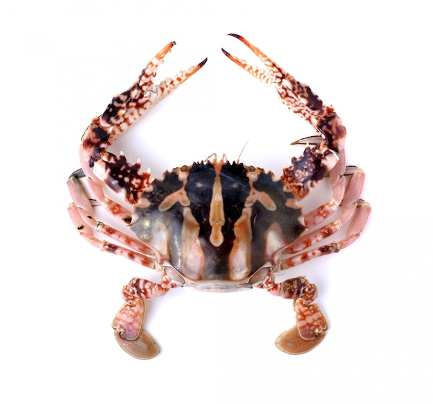 Photo crab isolated on white background