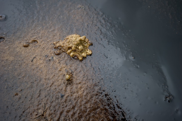 crab killed by oil pollution on beach