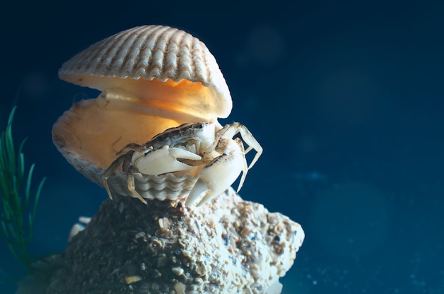 Crab in the sea comes out or sits in the shell In your environment