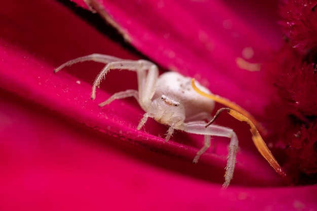 crab spider on a flower