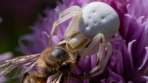 crab spider