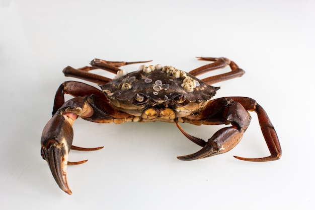 crab on a white isolated