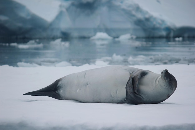 Crabeater chilling on sea ice