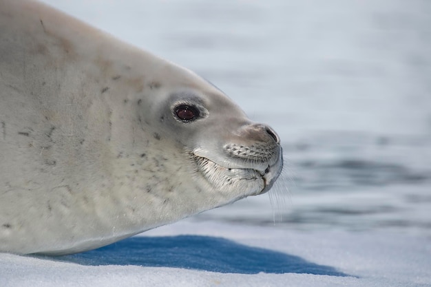 Crabeater seal on ice flow antarctica