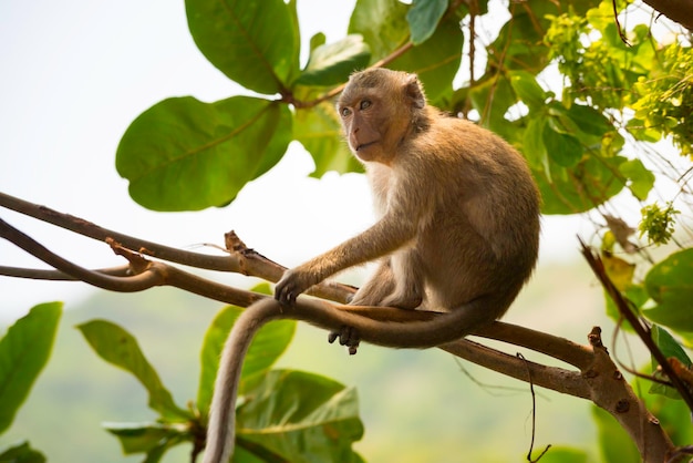 Crabeating macaque Macaca fascicularis also known as longtailed macaque